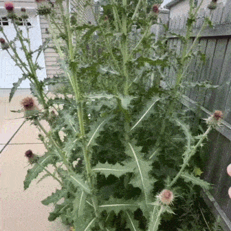 Fast-Acting Natural Weed Killer with Long-Lasting Protection -up